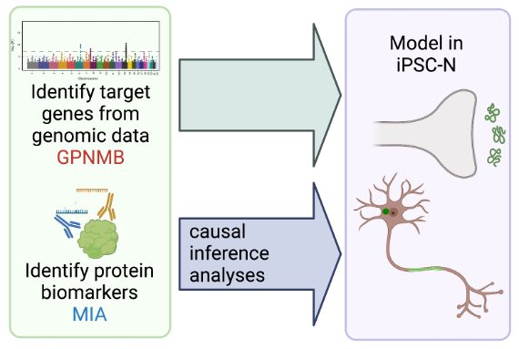 Target genes nominated from genomic data (GPNMB) and protein biomarkers (MIA) are intersected by causal inference analyses, then modelled in iPSC-derived neurons.